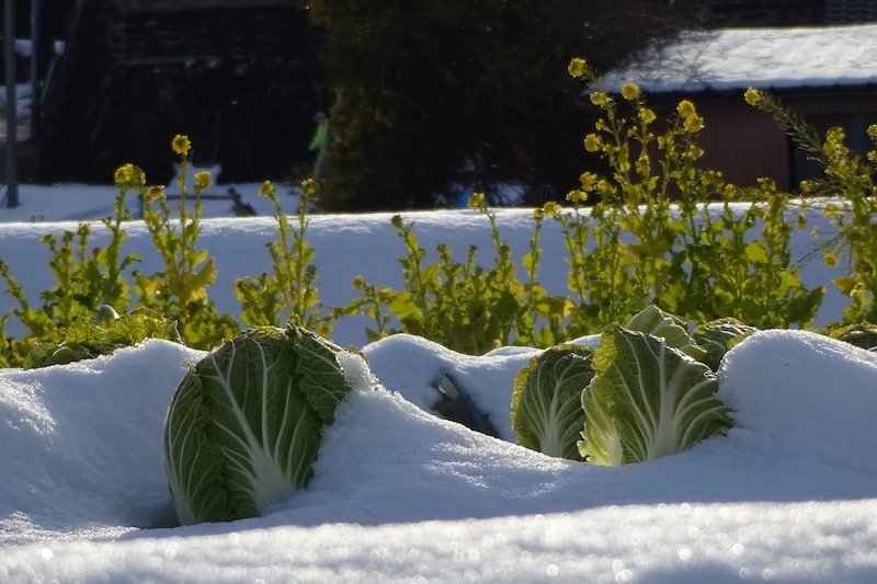 雪に包まれた白菜と菜の花の写真